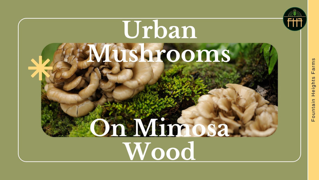 Turning Blight into Bounty: Growing Mushrooms on Invasive Trees in Birmingham