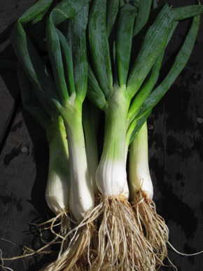 Onion - Evergreen Hardy White Bunching