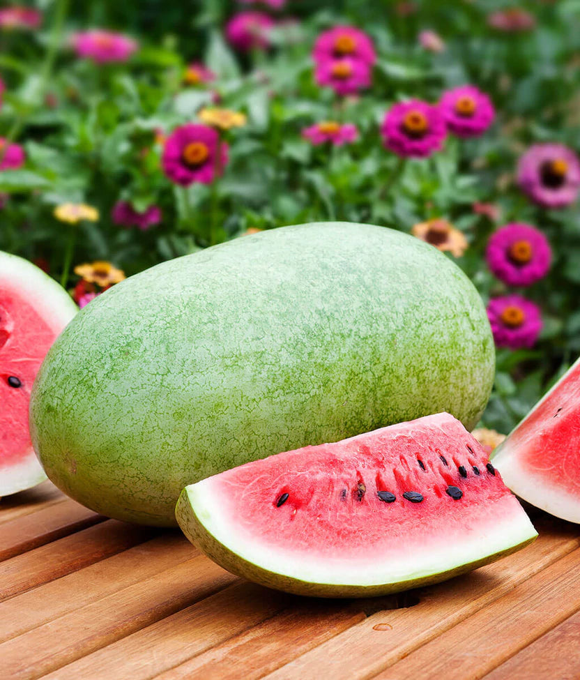 Watermelon - Charleston Grey