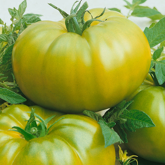 Tomato - Green Cherokee